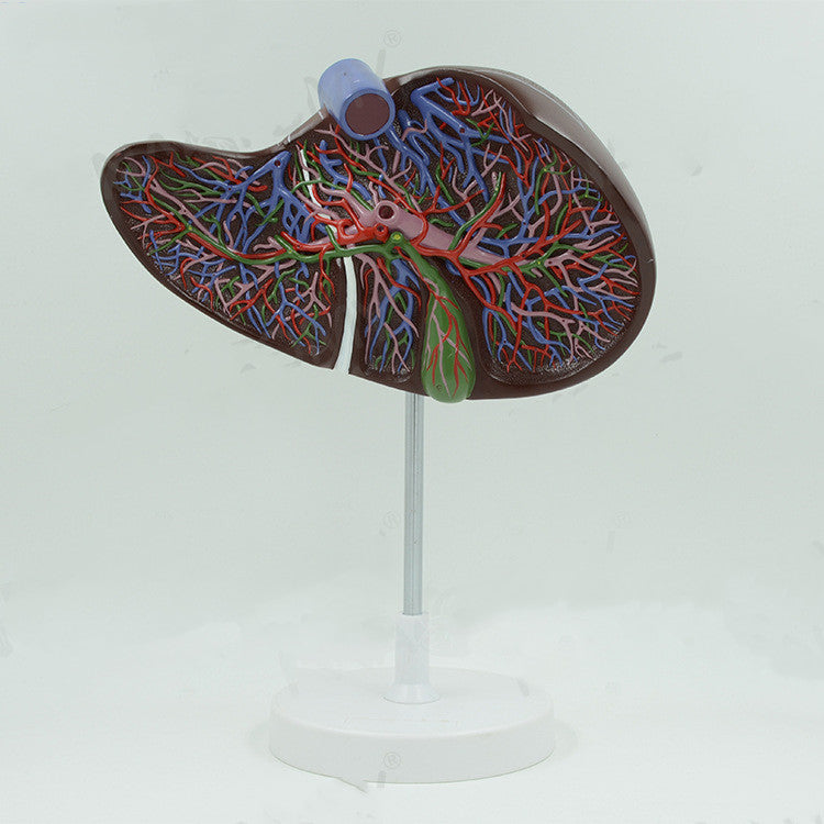 Liver Anatomical Model Hepatic Portal Hepatic Lobe Model