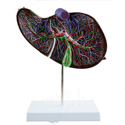 Liver Anatomical Model Hepatic Portal Hepatic Lobe Model