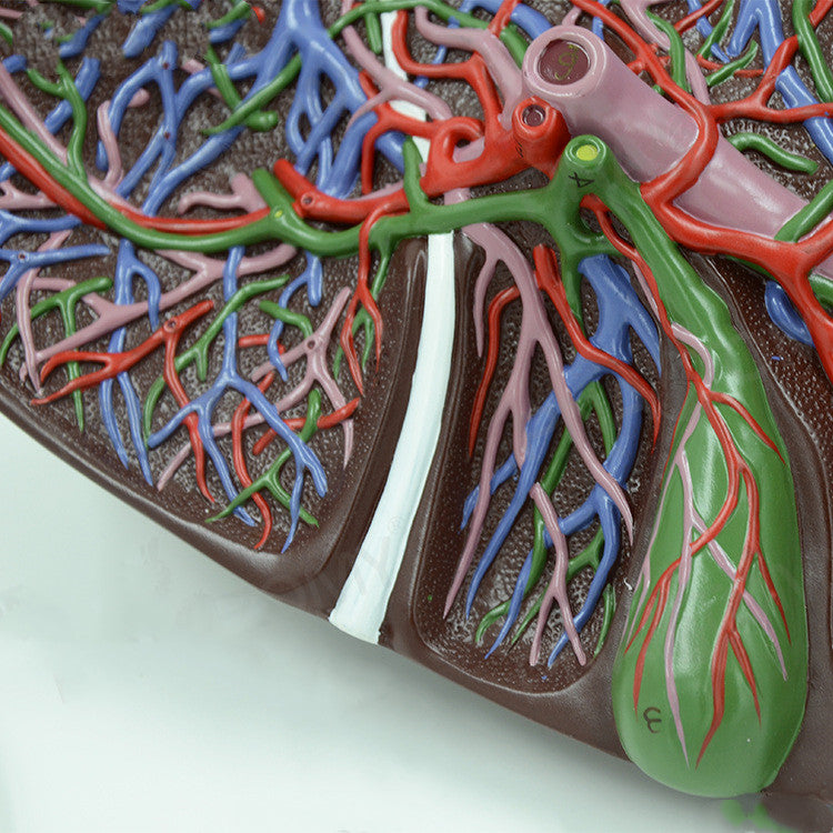 Liver Anatomical Model Hepatic Portal Hepatic Lobe Model