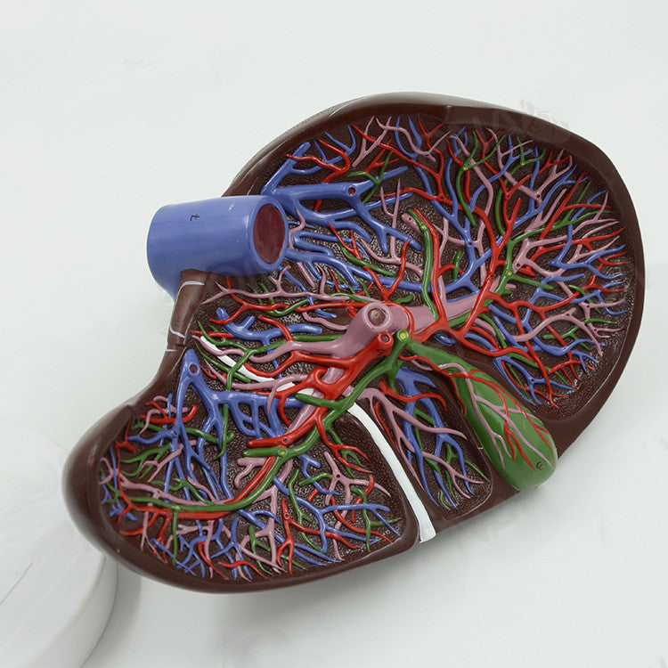 Liver Anatomical Model Hepatic Portal Hepatic Lobe Model