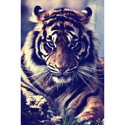 Tiger Classic Poster And Print Canvas Living Room Decor Unframed