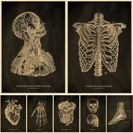 Nostalgic Posters Anatomy Chalkboard Poster Prints Body Parts Heart Hand Foot Drawing Vintage Home Room Art Wall Decor Painting