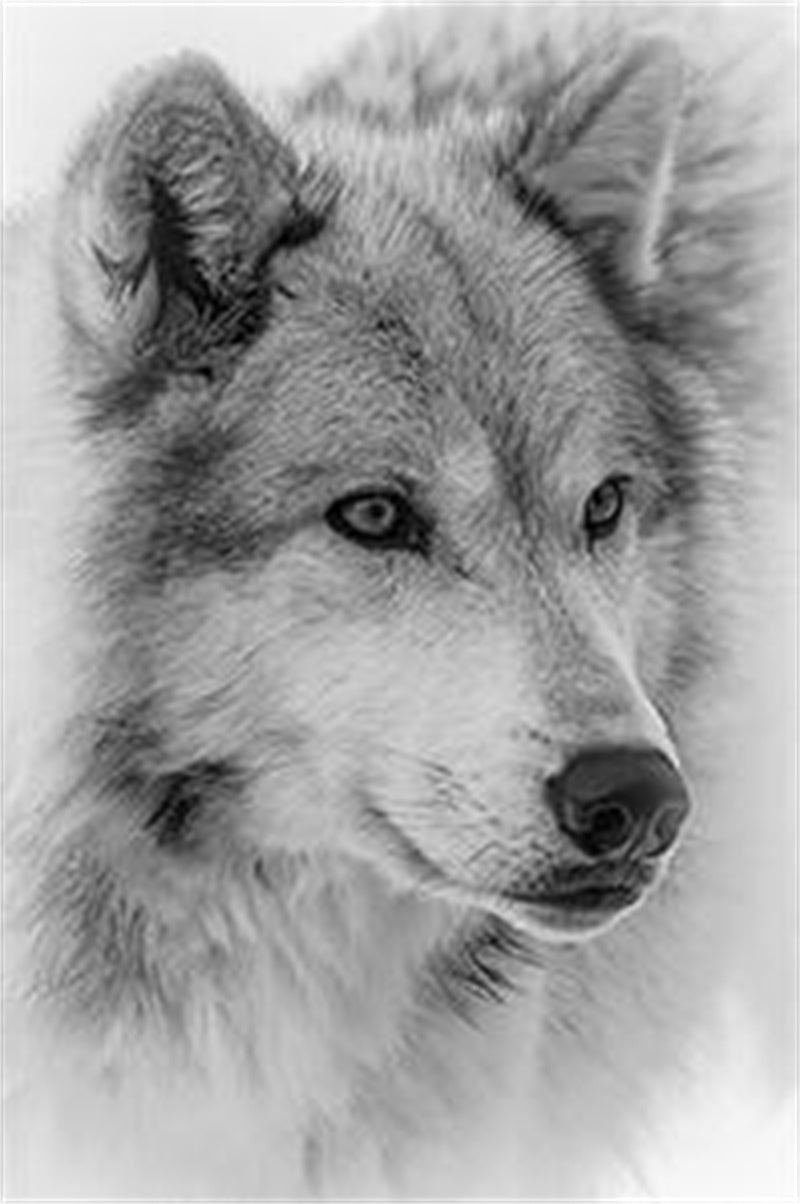 Watercolor Wolf Wall Art Canvas Nordic Poster