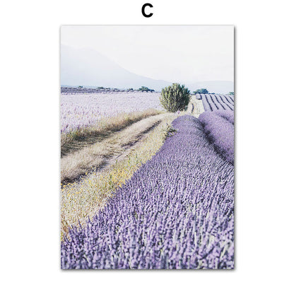 Paysage de vélo de lavande de champ de fleurs pourpres Poster